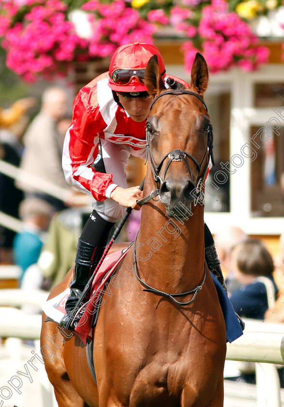 Berkshire-Blue-0001 
 BERKSHIRE BLUE (Jason Watson)
York 25 Aug 2018 - Pic Steven Cargill / Racingfotos.com