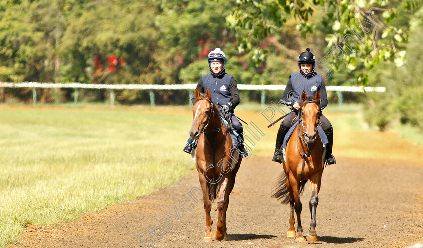 Bryony-Frost-0010 
 BRYONY FROST and Richard Hills exercising Arabian racehorses ahead of DIAR day at Newbury
Newmarket 27 Jun 2019 - Pic Steven Cargill / Racingfotos.com