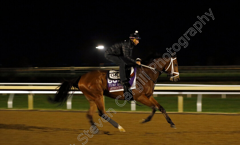 Artemus-Citylimits-0001 
 ARTEMUS CITYLIMITS training for the Breeders' Cup Turf Sprint
Keeneland USA 1 Nov 2022 - Pic Steven Cargill / Racingfotos.com