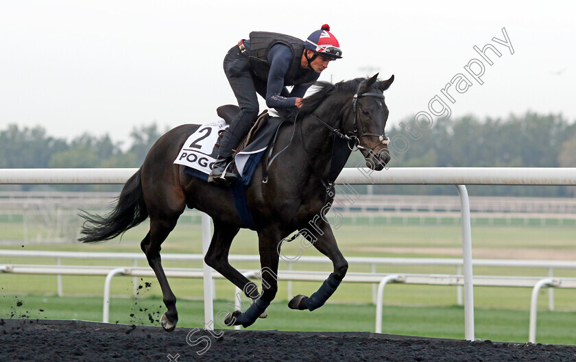 Pogo-0001 
 POGO training for the Al Quoz Sprint
Meydan, Dubai, 21 Mar 2023 - Pic Steven Cargill / Racingfotos.com