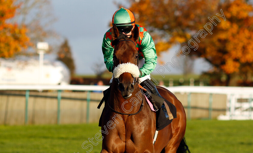 Renato-0002 
 RENATO (Tom Marquand)
Newmarket 23 Oct 2024 - Pic Steven Cargill / Racingfotos.com