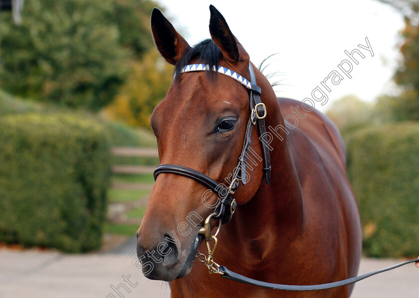 Oasis-Dream-ex-Goleta-0003 
 Oasis Dream ex Goleta yearling
Shadwell 24 Oct 2018 - Pic Steven Cargill