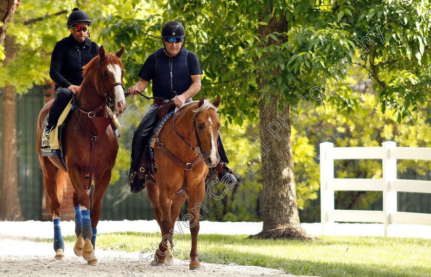 Improbable-0015 
 IMPROBABLE exercising in preparation for the Preakness Stakes
Pimlico, Baltimore USA, 16 May 2019 - Pic Steven Cargill / Racingfotos.com