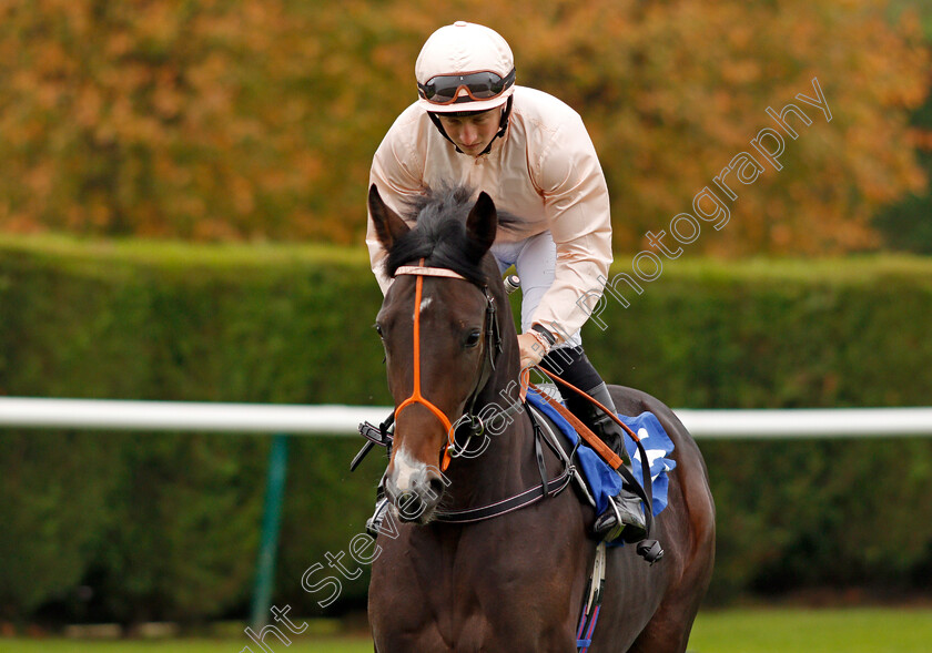 Gendarme-0001 
 GENDARME (Tom Marquand) Nottingham 18 Oct 2017 - Pic Steven Cargill / Racingfotos.com