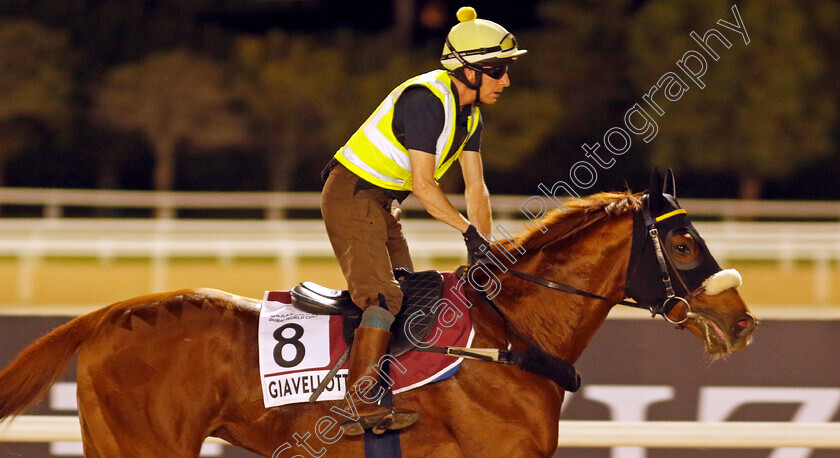 Giavellotto-0001 
 GIAVELLOTTO training for The Dubai Gold Cup
Meydan, Dubai, 22 Mar 2023 - Pic Steven Cargill / Racingfotos.com