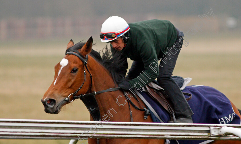 Enable-0003 
 ENABLE cantering on the Warren Hill gallop in Newmarket 24 Mar 2018 - Pic Steven Cargill / Racingfotos.com