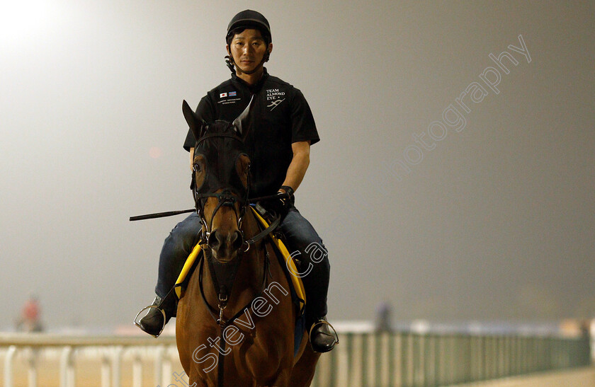 Almond-Eye-0003 
 ALMOND EYE training for The Dubai Turf
Meydan 29 Mar 2019 - Pic Steven Cargill / Racingfotos.com