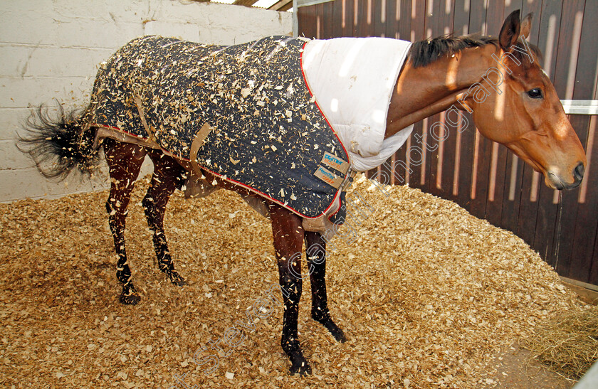 Cue-Card-0004 
 CUE CARD shakes after a roll at Colin Tizzard's stables near Sherborne 21 Feb 2018 - Pic Steven Cargill / Racingfotos.com