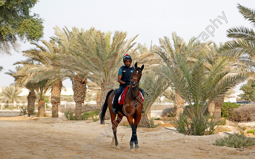 Desert-Encounter-0001 
 DESERT ENCOUNTER training for the Bahrain International Trophy
Rashid Equestrian & Horseracing Club, Bahrain, 18 Nov 2020