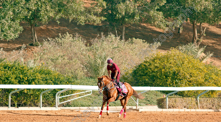 Gladiator-King-0001 
 GLADIATOR KING preparing for The Saudia Sprint
Riyadh Racetrack, Kingdom Of Saudi Arabia, 27 Feb 2020 - Pic Steven Cargill / Racingfotos.com