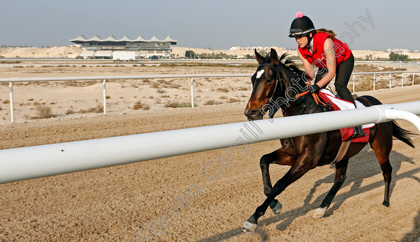 Certain-Lad-0002 
 CERTAIN LAD training for the Bahrain International Trophy
Rashid Equestrian & Horseracing Club, Bahrain, 19 Nov 2020 - Pic Steven Cargill / Racingfotos.com