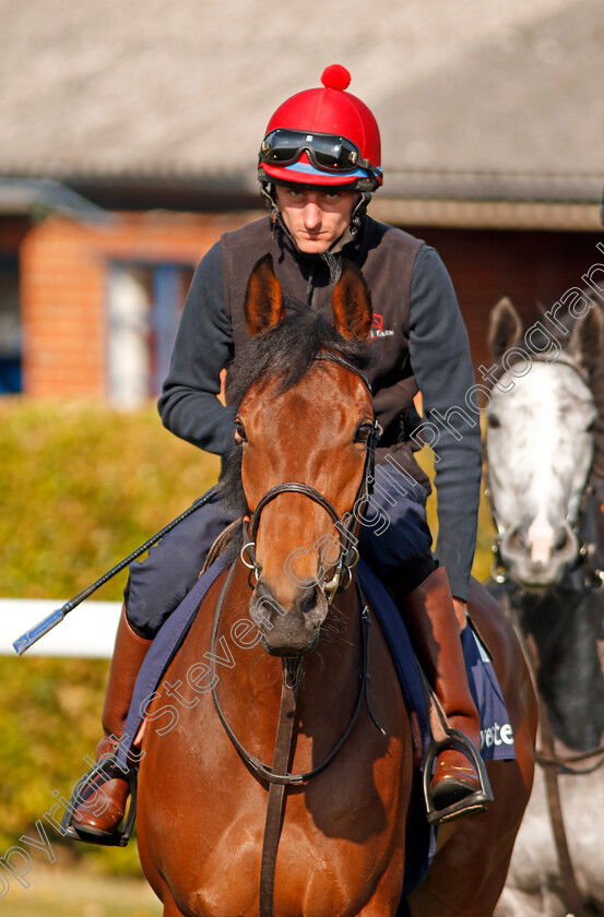 Perfect-Clarity-0007 
 PERFECT CLARITY (Adam, Kirby) before exercising at Epsom Racecourse in preparation for The Investec Oaks, 22 May 2018 - Pic Steven Cargill / Racingfotos.com