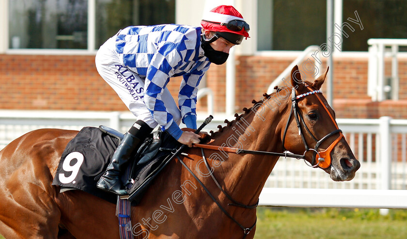 The-Tide-Turns-0002 
 THE TIDE TURNS (Luke Morris)
Chelmsford 20 Sep 2020 - Pic Steven Cargill / Racingfotos.com