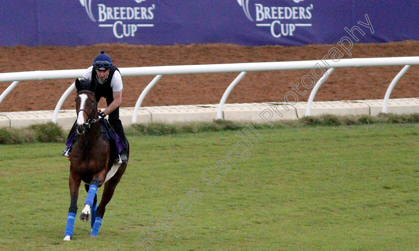 Queen s-Trust-0001 
 QUEEN'S TRUST training for The Breeders' Cup Filly & Mare Turf at Del Mar USA 31 Oct 2017 - Pic Steven Cargill / Racingfotos.com