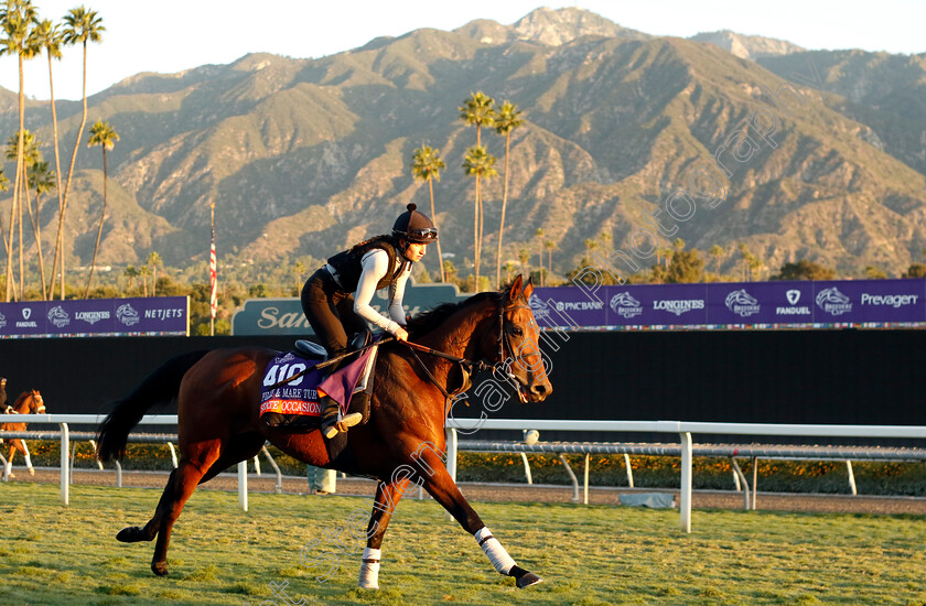 State-Occasion-0001 
 STATE OCCASION training for the Breeders' Cup Filly & Mare Turf
Santa Anita USA, 1 Nov 2023 - Pic Steven Cargill / Racingfotos.com