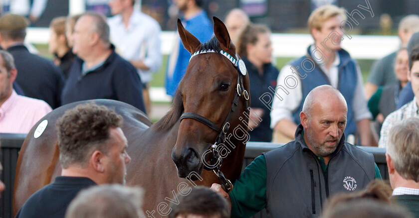 Lot-0325-colt-by-Dubawi-x-Dar-Re-Mi-0005 
 Lot 325 a colt by Dubawi x Dar Re Mi before selling at Tattersalls Yearling Sale Book1 for 3.5million guineas
Newmarket 10 Oct 2018 - Pic Steven Cargill / Racingfotos.com