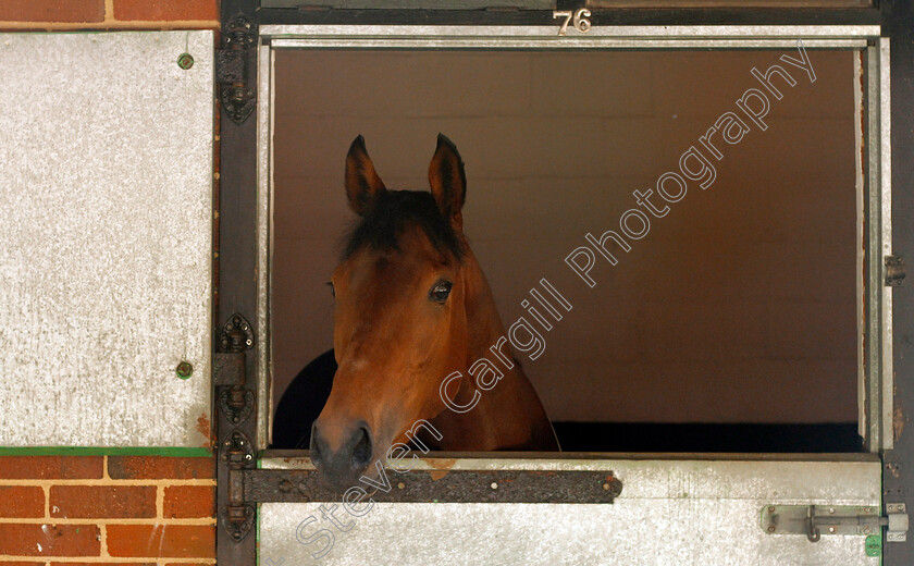 Perfect-Clarity-0001 
 PERFECT CLARITY at Epsom Racecourse stables in preparation for The Investec Oaks, 22 May 2018 - Pic Steven Cargill / Racingfotos.com