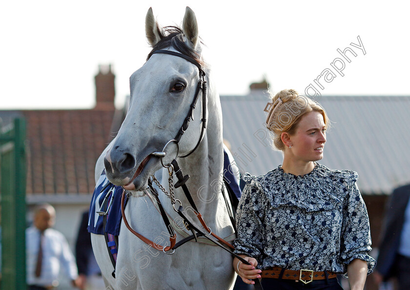 Estrange-0002 
 ESTRANGE 
Yarmouth 18 Sep 2024 - Pic Steven Cargill / Racingfotos.com