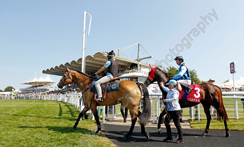 Asfoora-0004 
 ASFOORA
Goodwood 2 Aug 2024 - Pic Steven Cargill / Racingfotos.com