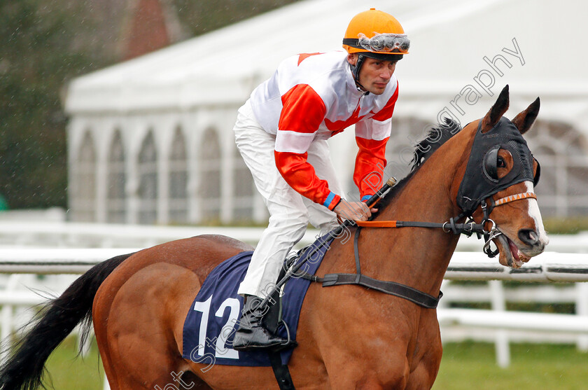 Princess-Asta-0002 
 PRINCESS ASTA (Alexander Pietsch) Lingfield 3 Feb 2018 - Pic Steven Cargill / Racingfotos.com