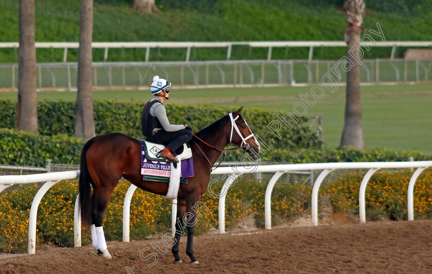 Accommodate-Eva-0001 
 ACCOMMODATE EVA training for The Breeders' Cup Juvenile Fillies
Santa Anita USA, 31 October 2023 - Pic Steven Cargill / Racingfotos.com