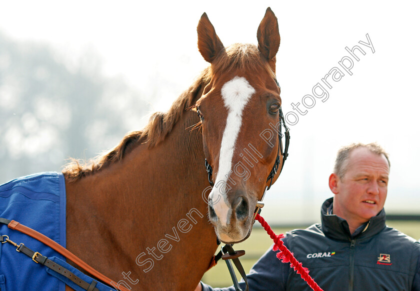 Native-River-0006 
 NATIVE RIVER with Joe Tizzard at Colin Tizzard's stables near Sherborne 21 Feb 2018 - Pic Steven Cargill / Racingfotos.com