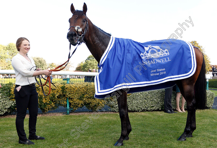 Mustashry-0012 
 MUSTASHRY after The Shadwell Joel Stakes
Newmarket 28 Sep 2018 - Pic Steven Cargill / Racingfotos.com