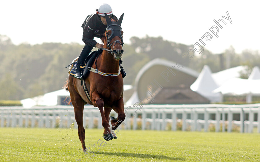 Nature-Strip-0010 
 NATURE STRIP - Australia to Ascot, preparing for the Royal Meeting.
Ascot 10 Jun 2022 - Pic Steven Cargill / Racingfotos.com