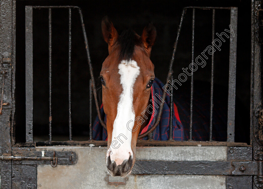 Apple s-Shakira-0004 
 APPLE'S SHAKIRA at the stables of Nicky Henderson, Lambourn 6 Feb 2018 - Pic Steven Cargill / Racingfotos.com