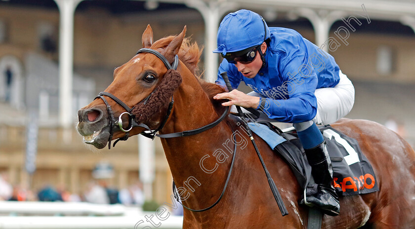 New-Kingdom-0001 
 NEW KINGDOM (William Buick) wins The Cazoo Handicap
Doncaster 8 Sep 2022 - Pic Steven Cargill / Racingfotos.com