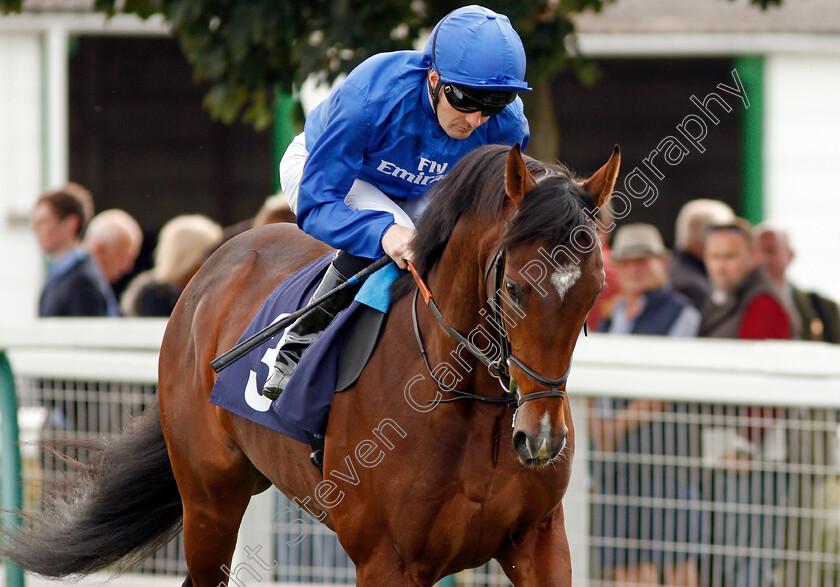 Dream-Warrior-0001 
 DREAM WARRIOR (Colm O'Donoghue) Yarmouth 20 Sep 2017 - Pic Steven Cargill / Racingfotos.com