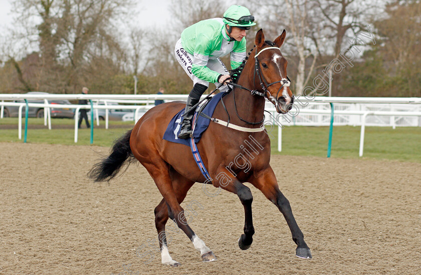 Emraan-0001 
 EMRAAN (Richard Kingscote) before The Bombardier Golden Beer Novice Stakes
Lingfield 14 Feb 2020 - Pic Steven Cargill / Racingfotos.com