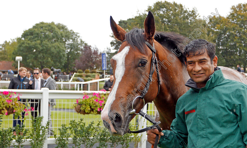 Agincourt-0005 
 AGINCOURT after The Tasleet British EBF Rosemary Stakes
Newmarket 27 Sep 2019 - Pic Steven Cargill / Racingfotos.com