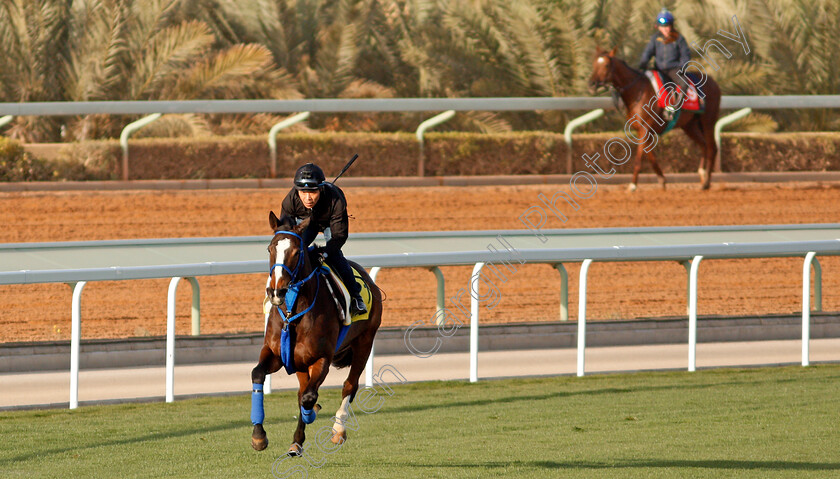 Deirdre-0005 
 DEIRDRE preparing for the Neom Turf Cup
Riyadh Racecourse, Kingdom of Saudi Arabia 26 Feb 2020 - Pic Steven Cargill / Racingfotos.com