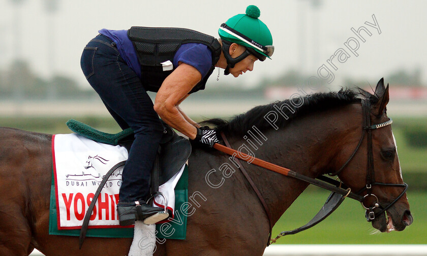 Yoshida-0001 
 YOSHIDA training for the Dubai World Cup
Meydan 28 Mar 2019 - Pic Steven Cargill / Racingfotos.com