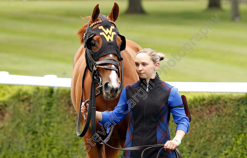 Lady-Pauline-0001 
 LADY PAULINE in the pre-parade ring
Ascot 1 May 2019 - Pic Steven Cargill / Racingfotos.com