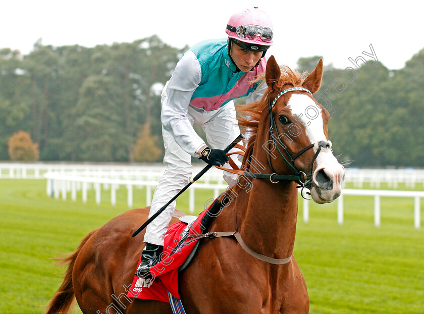 Herculean-0001 
 HERCULEAN (Jason Watson)
Ascot 4 Oct 2019 - Pic Steven Cargill / Racingfotos.com