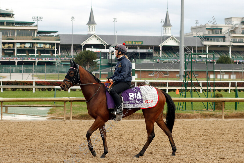 Queen-Of-Bermuda-0001 
 QUEEN OF BERMUDA exercising ahead of The Breeders' Cup Juvenile Turf Sprint
Churchill Downs USA, 30 Oct 2018 - Pic Steven Cargill / Racingfotos.com