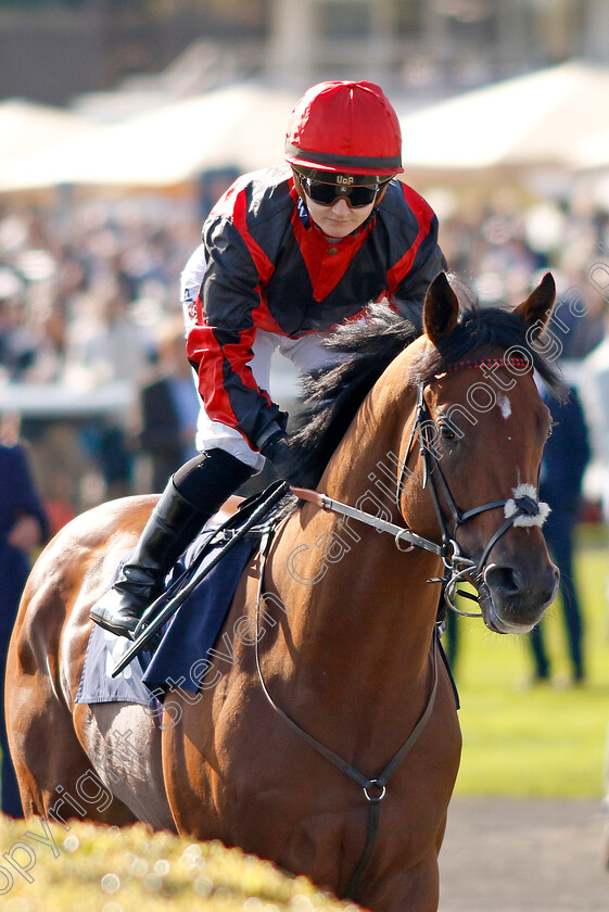 Zayer-0002 
 ZAYER (Hollie Doyle)
Doncaster 13 Sep 2024 - Pic Steven Cargill / Racingfotos.com