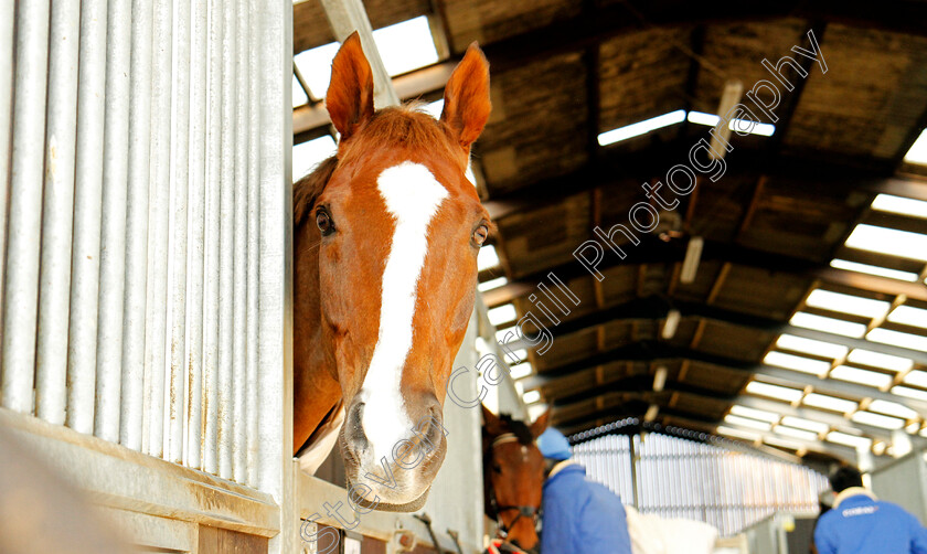 Native-River-0002 
 NATIVE RIVER at Colin Tizzard's stables near Sherborne 21 Feb 2018 - Pic Steven Cargill / Racingfotos.com