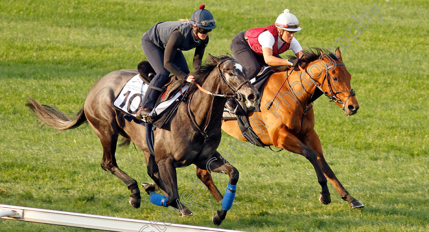 Frost-At-Dawn-and-Seven-Questions-0003 
 FROST AT DAWN (nearside) with SEVEN QUESTIONS (farside) training at the Dubai Racing Carnival 
Meydan 4 Jan 2024 - Pic Steven Cargill / Racingfotos.com