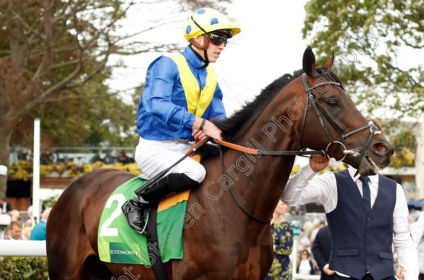 Poet s-Word-0001 
 POET'S WORD (James Doyle)
York 22 Aug 2018 - Pic Steven Cargill / Racingfotos.com