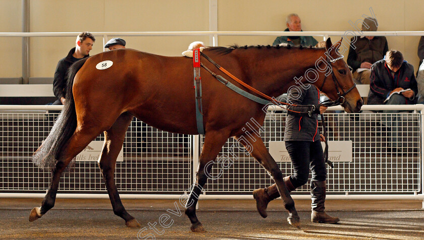 Lot-0058-Eclairante-£15000-0001 
 Lot 058 ECLAIRANTE selling for £15000 at Tattersalls Ireland Ascot November Sale 9 Nov 2017 - Pic Steven Cargill / Racingfotos.com