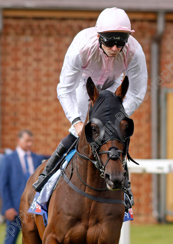 Sweet-William-0001 
 SWEET WILLIAM (Robert Havlin)
York 26 Aug 2023 - Pic Steven Cargill / Racingfotos.com