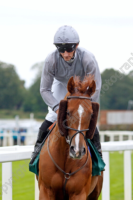 Ambushed-0001 
 AMBUSHED (Daniel Tudhope)
York 24 Aug 2023 - Pic Steven Cargill / Racingfotos.com