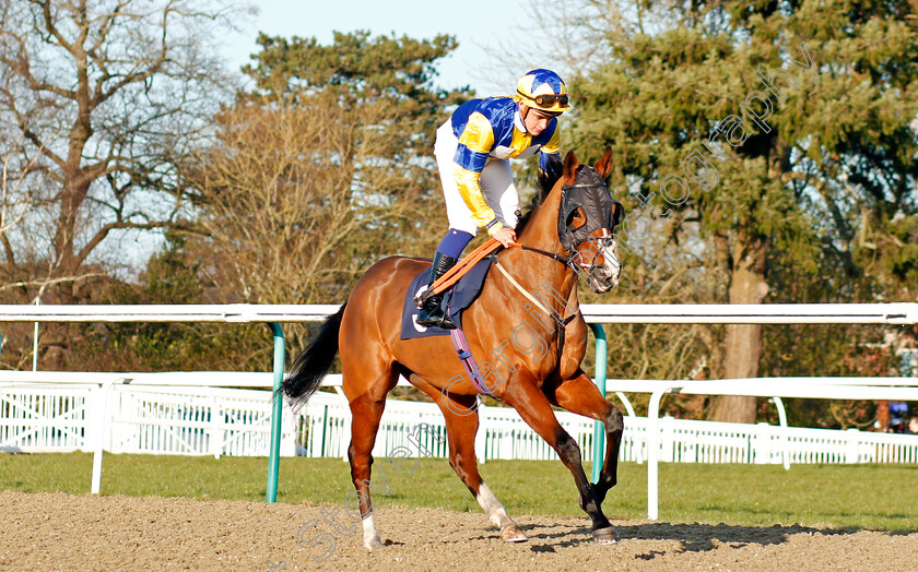 Electric-Ladyland-0001 
 ELECTRIC LADYLAND (Pierre-Louis Jamin)
Lingfield 8 Feb 2020 - Pic Steven Cargill / Racingfotos.com