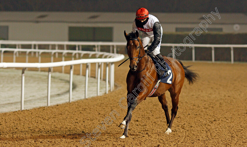 Alto-Volante-0001 
 ALTO VOLANTE (Tom Marquand) winner of The Get Your Ladbrokes Odds Boost Novice Stakes
Wolverhampton 7 Jan 2021 - Pic Steven Cargill / Racingfotos.com