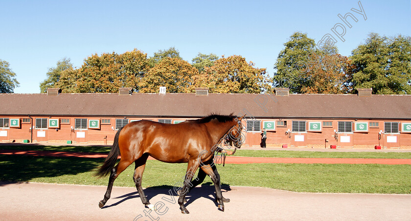 Lot-0325-Dubawi-ex-Dar-Re-Mi-0003 
 Lot 325 a colt by Dubawi ex Dar Re Mi before selling at Tattersalls Yearling Sale Book1
Newmarket 9 Oct 2018 - Pic Steven Cargill / Racingfotos.com