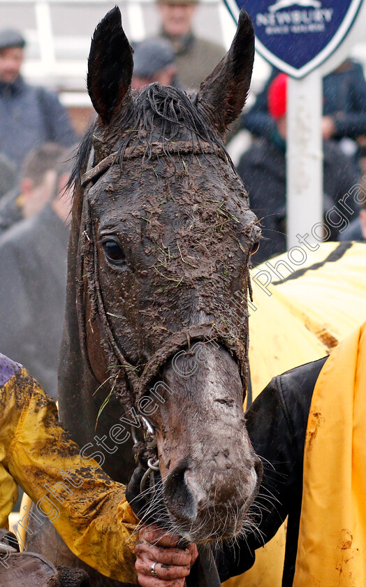 Kalashnikov-0011 
 KALASHNIKOV after The Betfair Handicap Hurdle Newbury 10 Feb 2018 - Pic Steven Cargill / Racingfotos.com