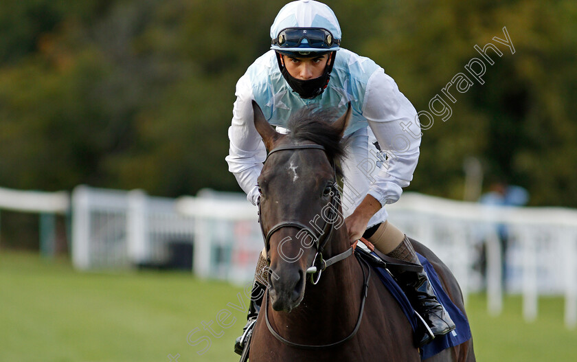 King-Tiger-0001 
 KING TIGER (Stefano Cherchi)
Lingfield 26 Aug 2020 - Pic Steven Cargill / Racingfotos.com